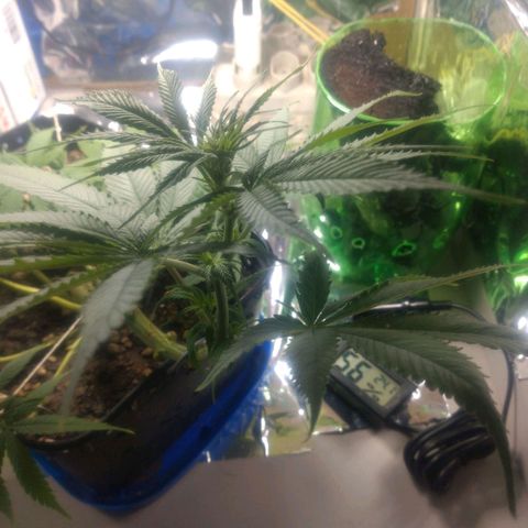 Prenseeds PcGrow growlog timeline photo