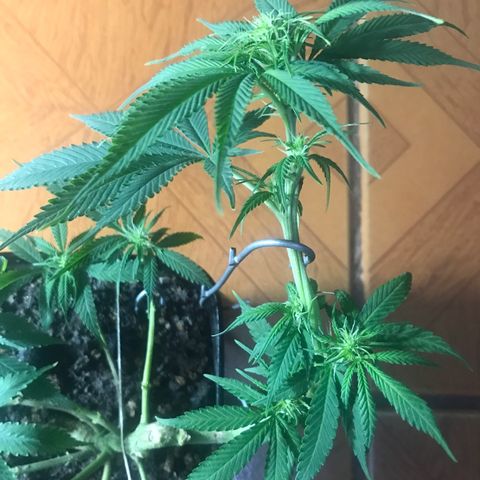 Prenseeds PcGrow growlog timeline photo