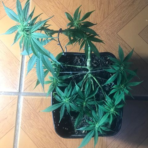 Prenseeds PcGrow growlog timeline photo
