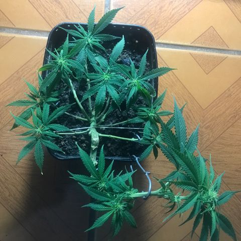 Prenseeds PcGrow growlog timeline photo