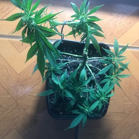Prenseeds PcGrow growlog timeline photo