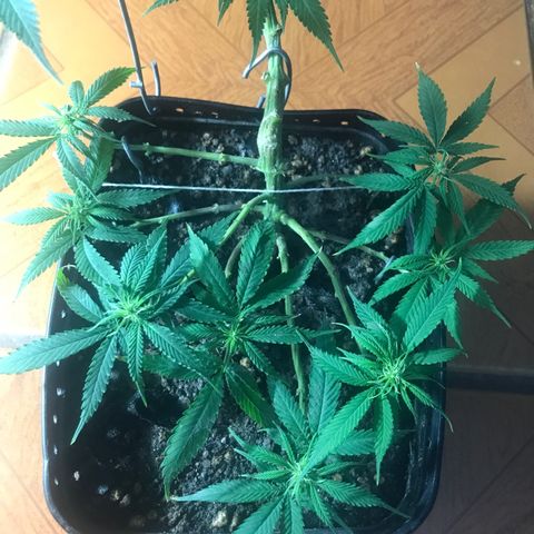 Prenseeds PcGrow growlog timeline photo