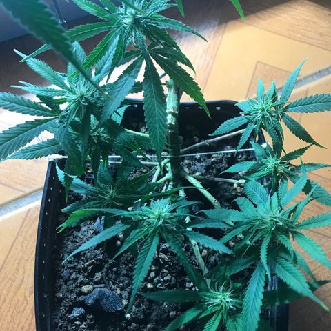 Prenseeds PcGrow growlog timeline photo