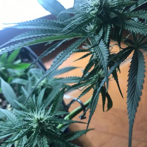 Prenseeds PcGrow growlog timeline photo