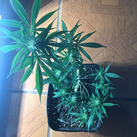 Prenseeds PcGrow growlog timeline photo
