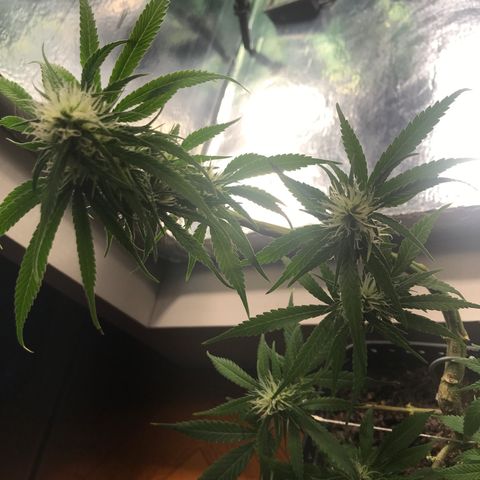 Prenseeds PcGrow growlog timeline photo