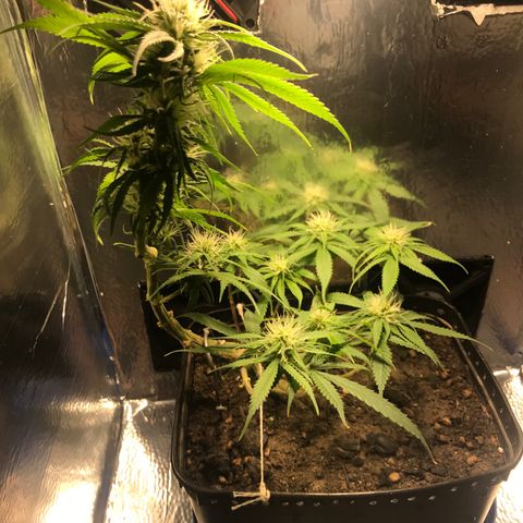 Prenseeds PcGrow growlog timeline photo