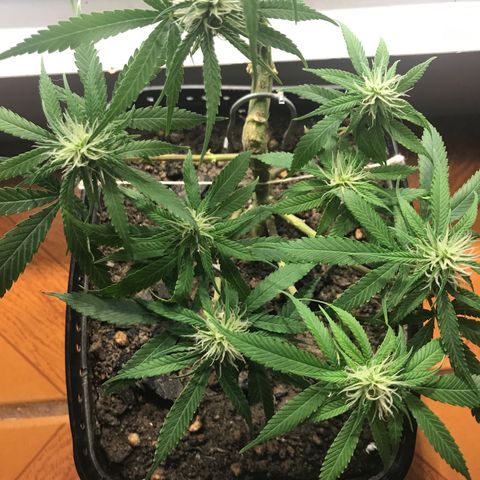Prenseeds PcGrow growlog timeline photo