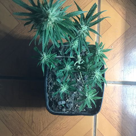 Prenseeds PcGrow growlog timeline photo