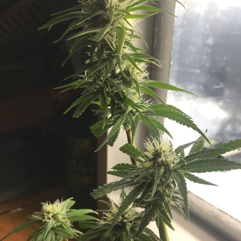 Prenseeds PcGrow growlog timeline photo