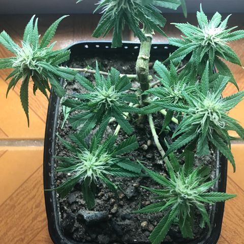 Prenseeds PcGrow growlog timeline photo