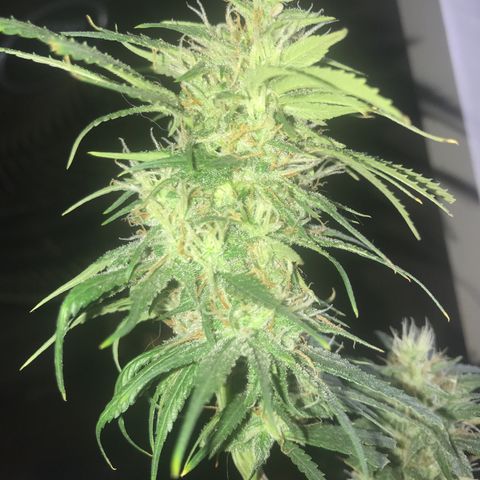 Prenseeds PcGrow growlog timeline photo