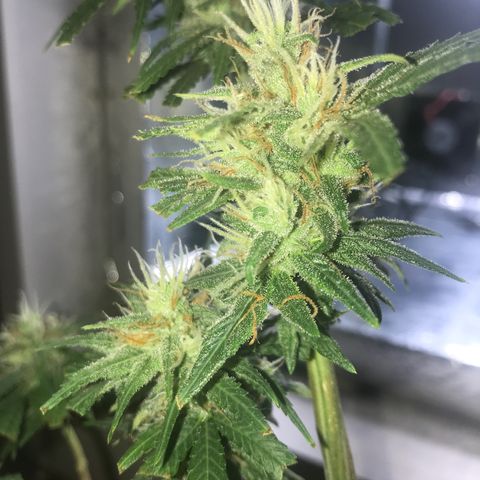 Prenseeds PcGrow growlog timeline photo