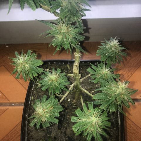 Prenseeds PcGrow growlog timeline photo