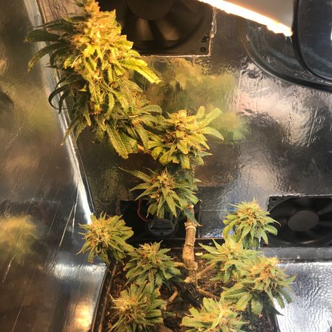 Prenseeds PcGrow growlog timeline photo