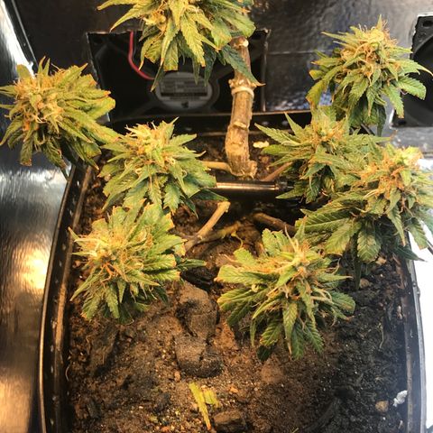 Prenseeds PcGrow growlog timeline photo
