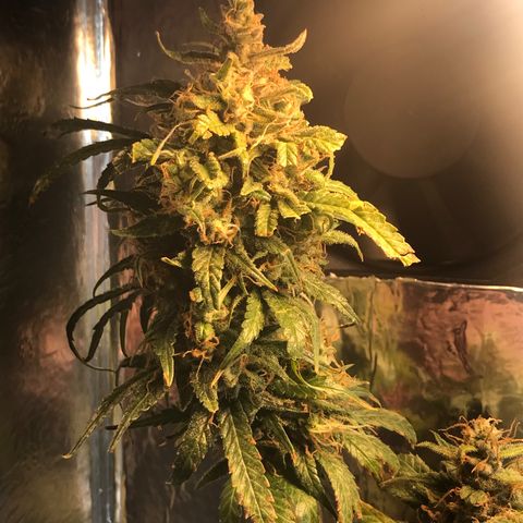 Prenseeds PcGrow growlog timeline photo