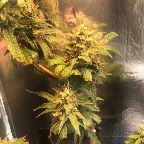Prenseeds PcGrow growlog timeline photo