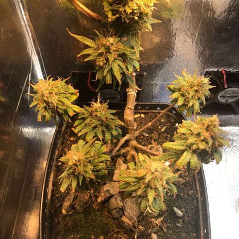 Prenseeds PcGrow growlog timeline photo
