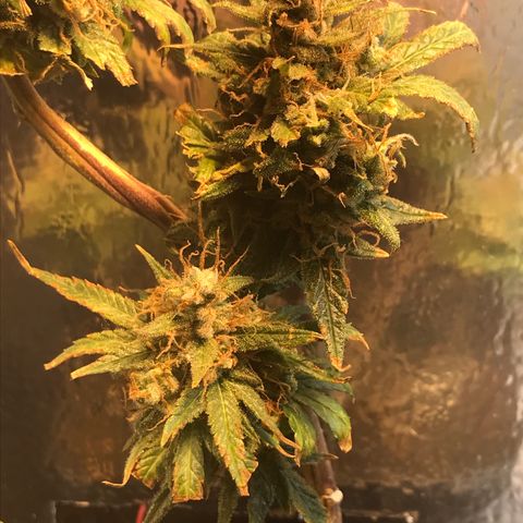 Prenseeds PcGrow growlog timeline photo