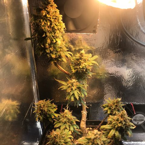Prenseeds PcGrow growlog timeline photo