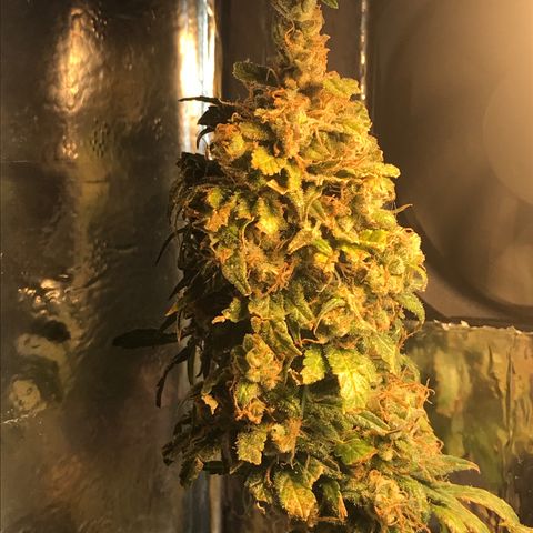 Prenseeds PcGrow growlog timeline photo