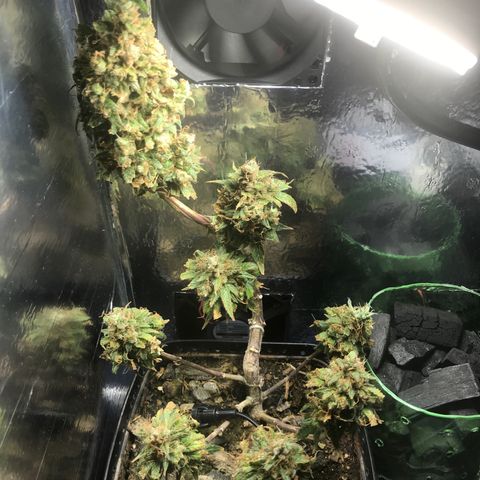 Prenseeds PcGrow growlog timeline photo
