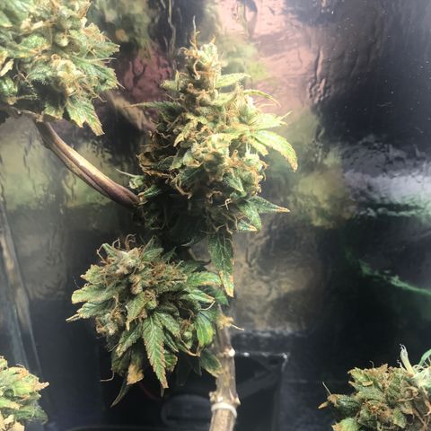 Prenseeds PcGrow growlog timeline photo
