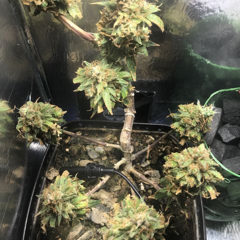 Prenseeds PcGrow growlog timeline photo