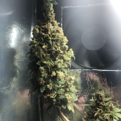 Prenseeds PcGrow growlog timeline photo