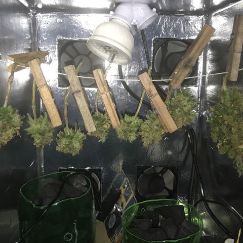 Prenseeds PcGrow growlog timeline photo