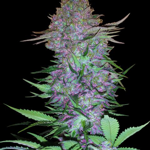 Purple Skunk growlog in Im Freien