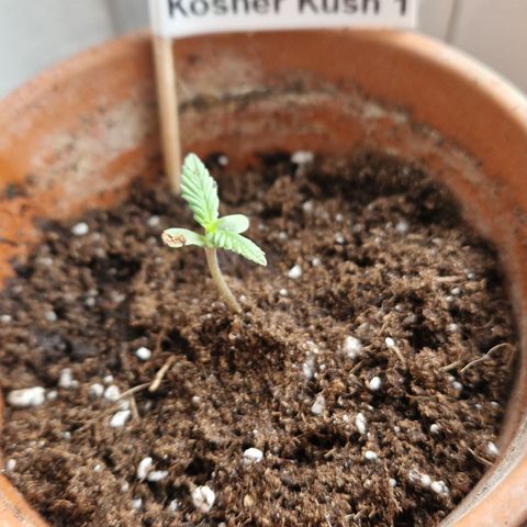 Kosher Kush 1 growlog timeline photo