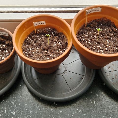 Blue Cheese growlog timeline photo