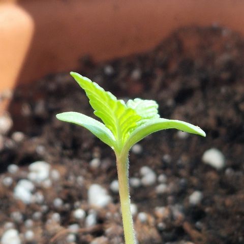 Blue Cheese growlog timeline photo