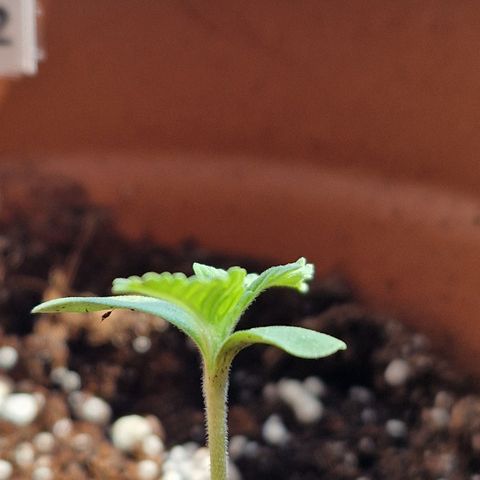 Kosher Kush 2 growlog timeline photo