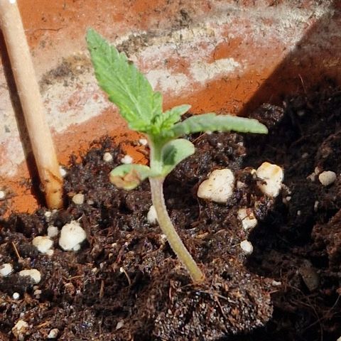 Kosher Kush 1 growlog timeline photo