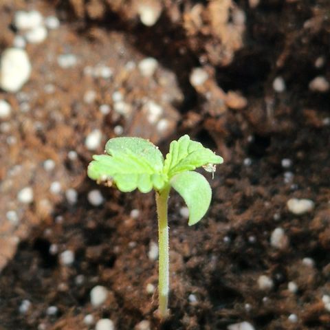 Royal AK growlog timeline photo