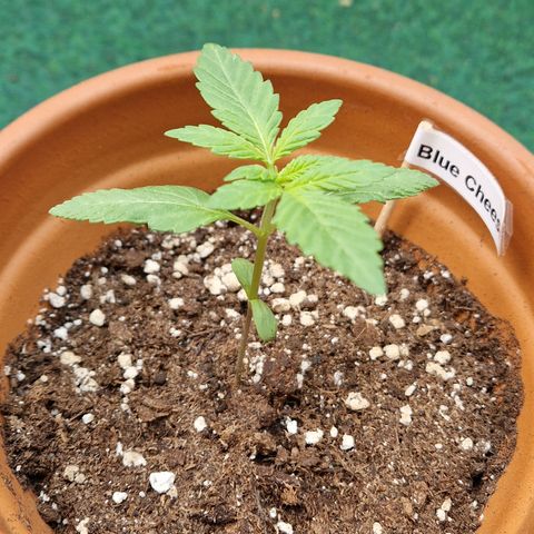 Blue Cheese growlog timeline photo