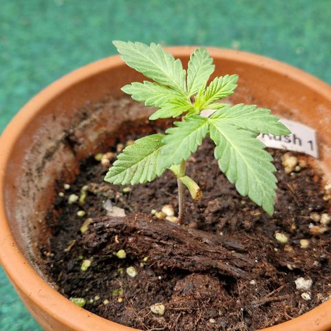 Kosher Kush 1 growlog timeline photo