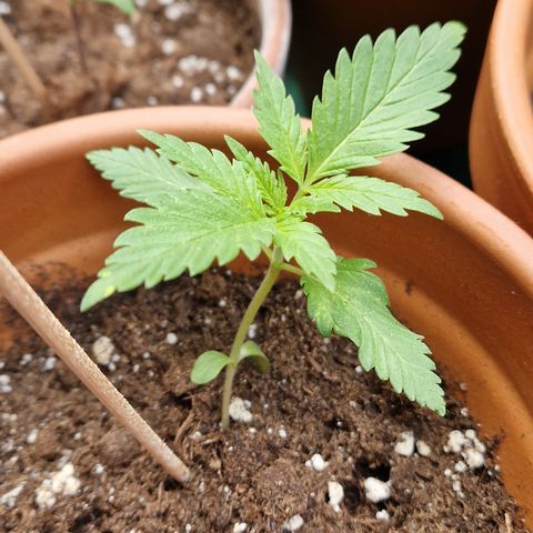 Kosher Kush 2 growlog timeline photo