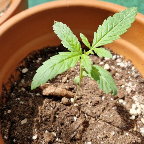 Royal AK growlog timeline photo