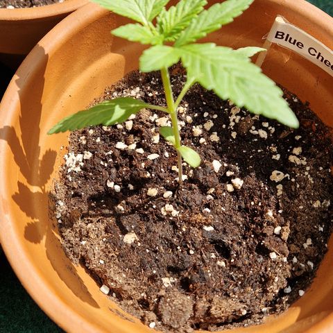 Blue Cheese growlog timeline photo