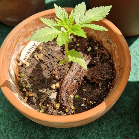 Kosher Kush 1 growlog timeline photo