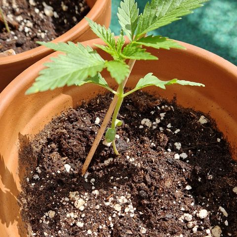 Kosher Kush 2 growlog timeline photo
