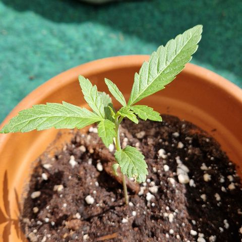 Royal AK growlog timeline photo
