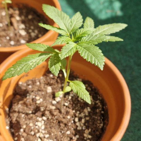 Blue Cheese growlog timeline photo