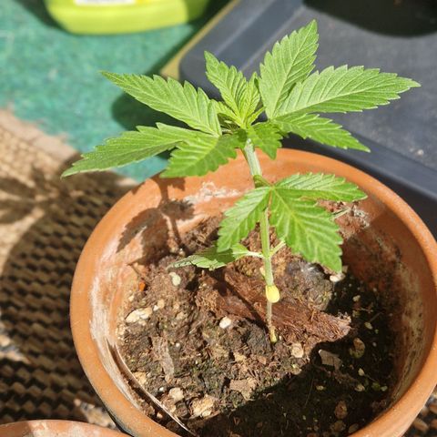 Kosher Kush 1 growlog timeline photo
