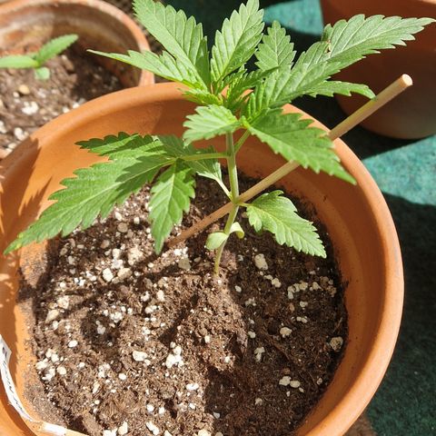 Kosher Kush 2 growlog timeline photo
