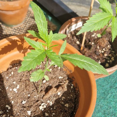Royal AK growlog timeline photo
